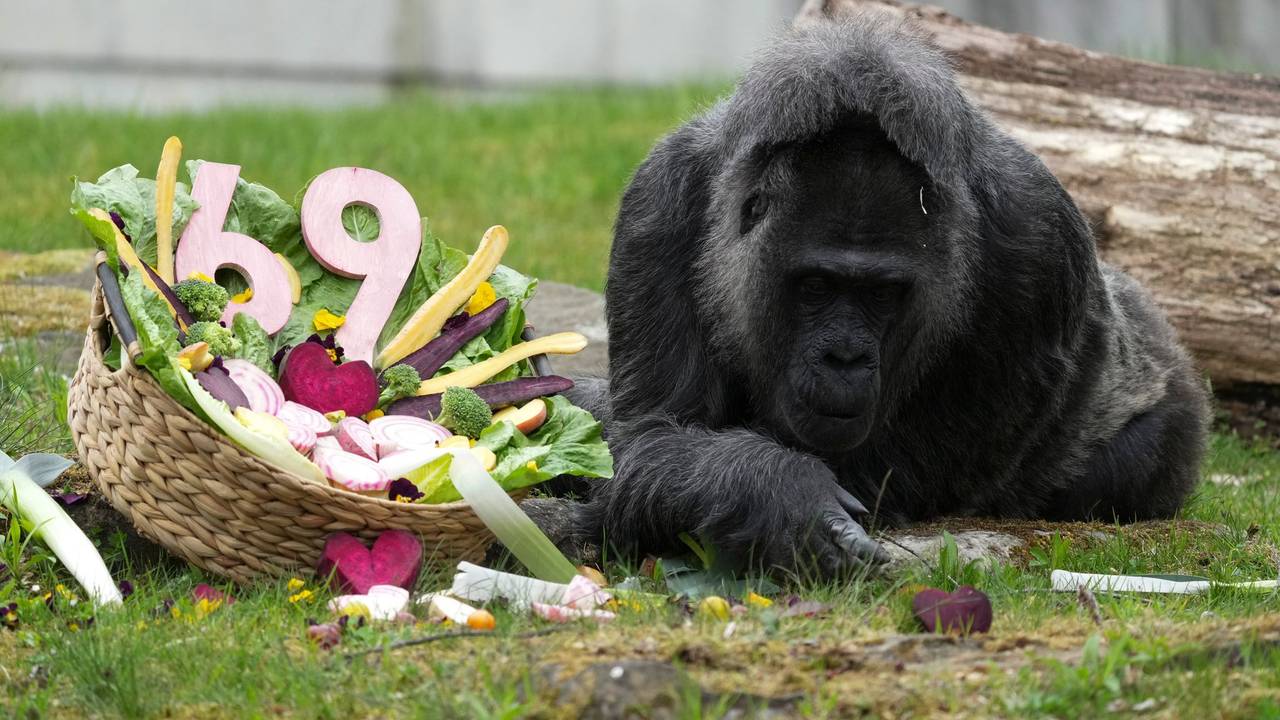 69. Geburtstag der Gorilla-Dame Fatou im Berliner Zoo