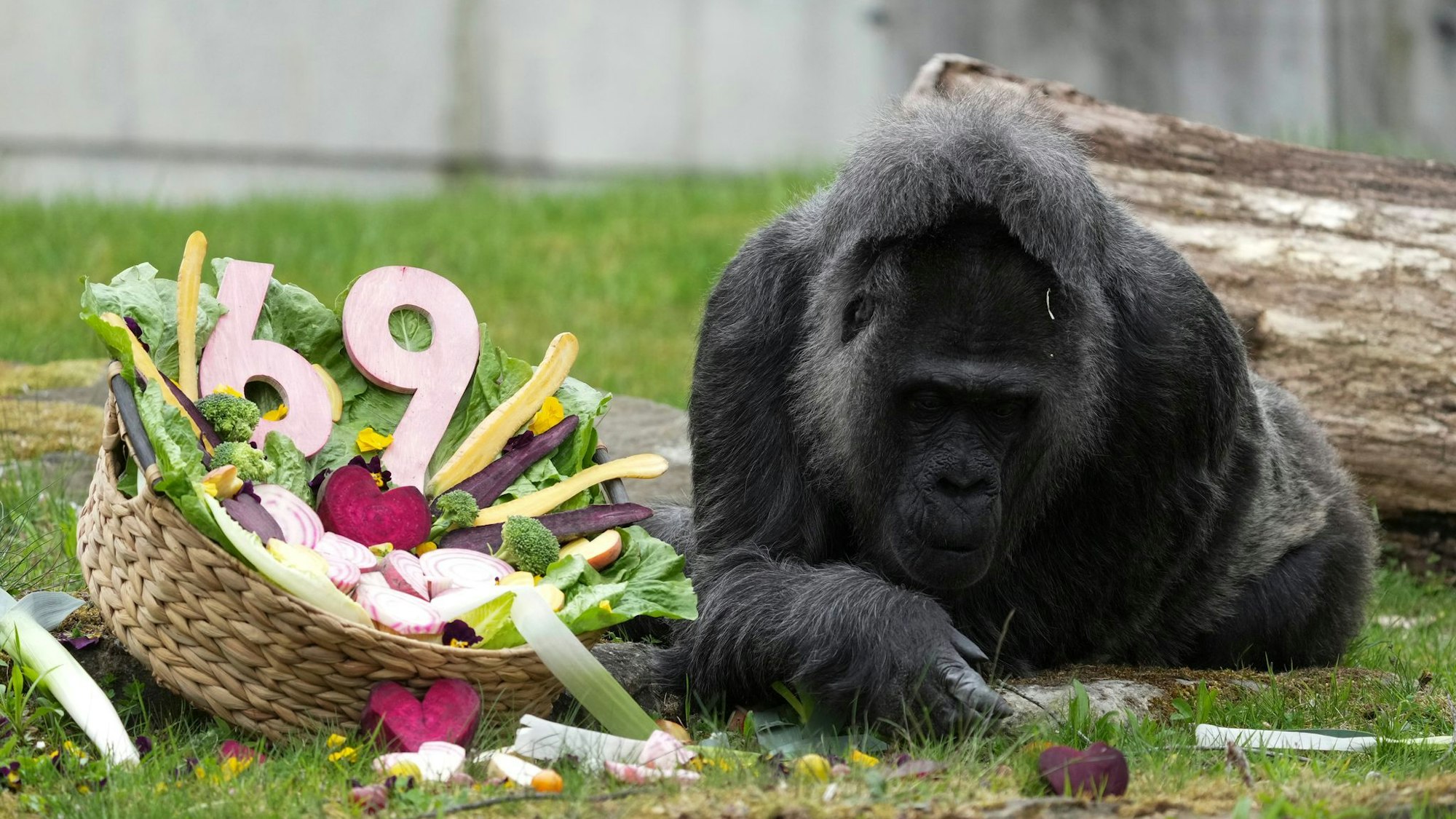 69. Geburtstag der Gorilla-Dame Fatou im Berliner Zoo