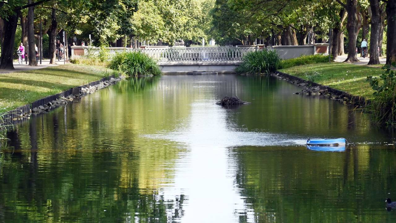 Sieht so idyllisch aus, doch die Nil- und Kanadagänse am Rautenstrauchkanal können ziemlich laut sein.