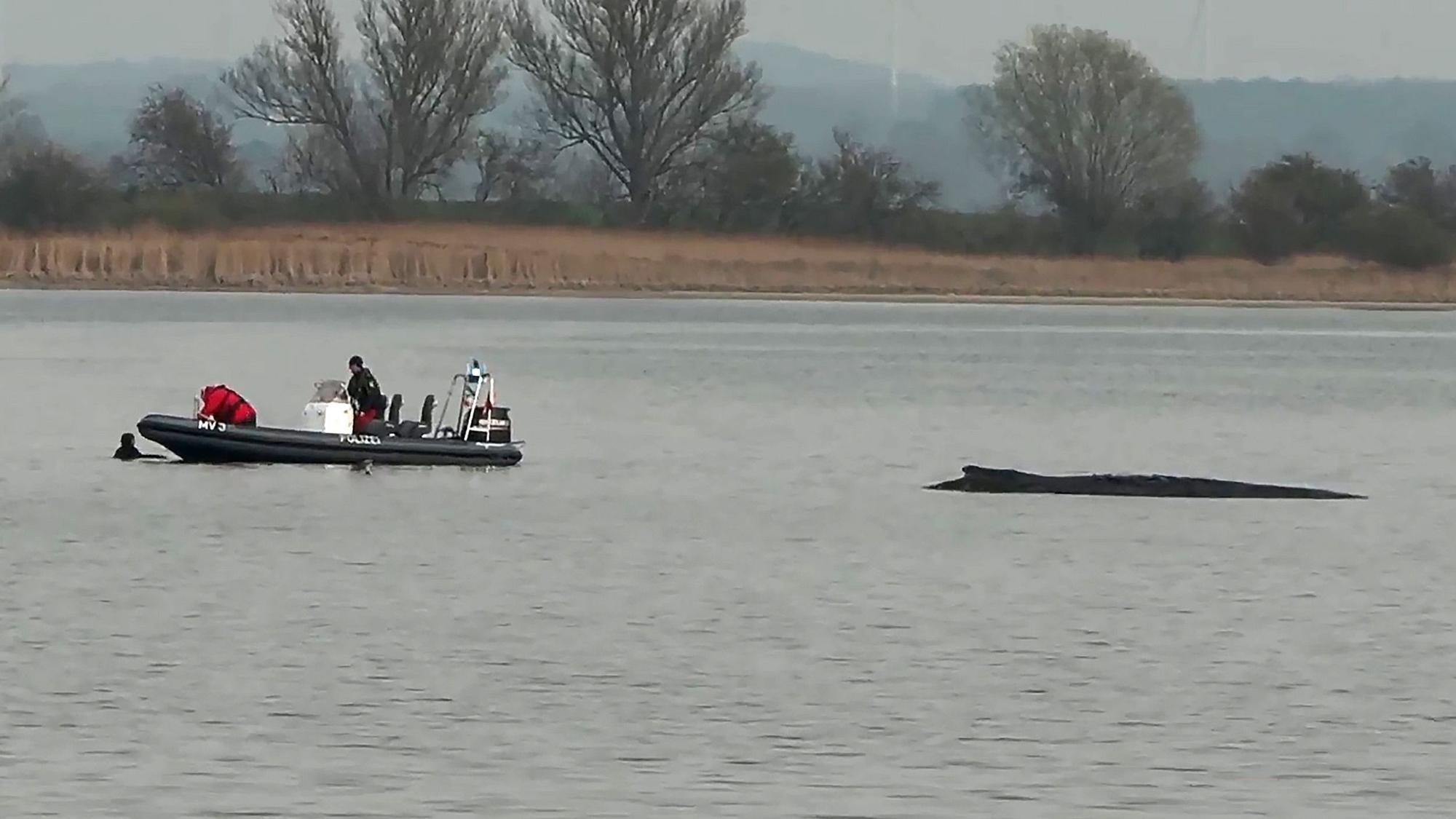 In der Nähe des gestrandeten Buckelwals (r) holt die Polizei am Abend eine Schwimmerin (l) aus dem Wasser.