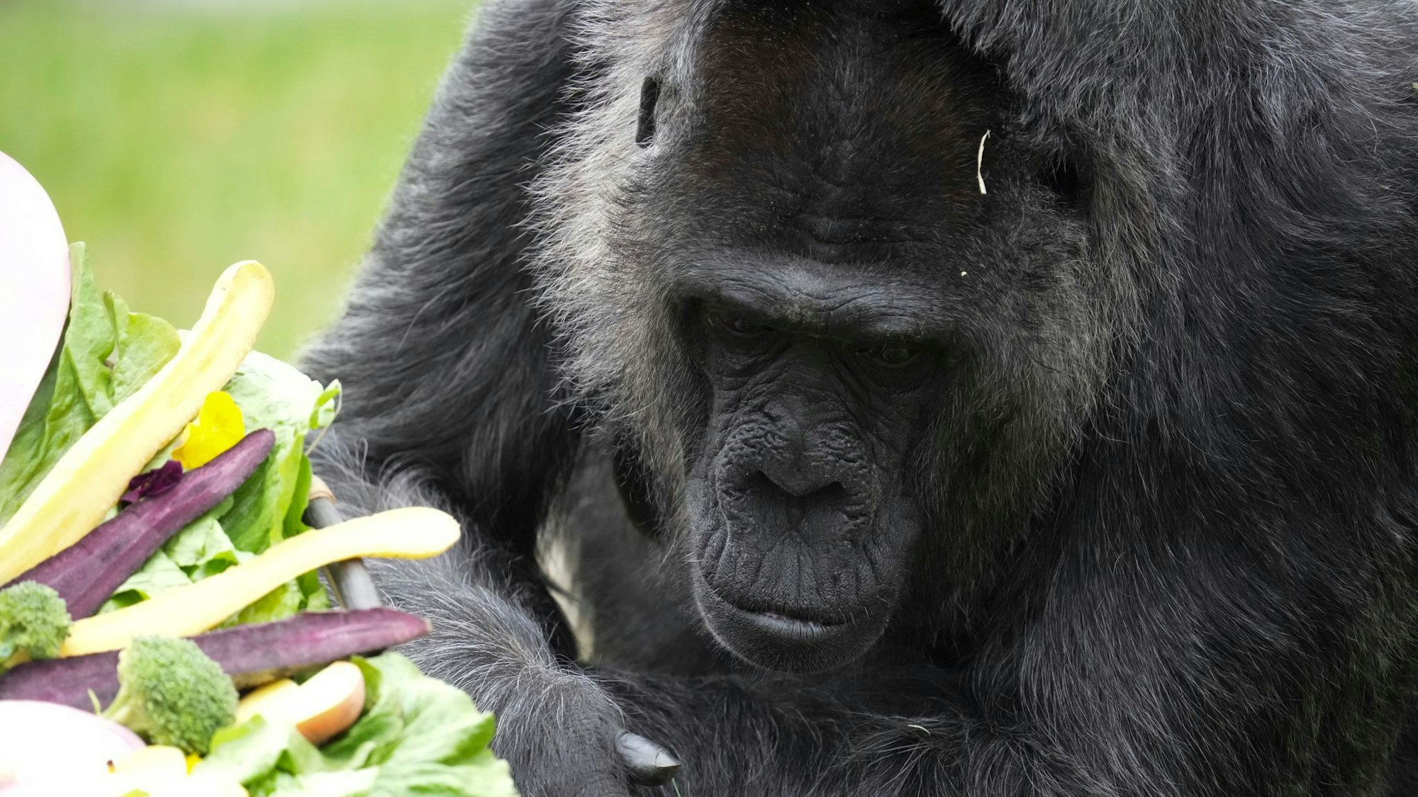 69. Geburtstag der Gorilla-Dame Fatou im Berliner Zoo