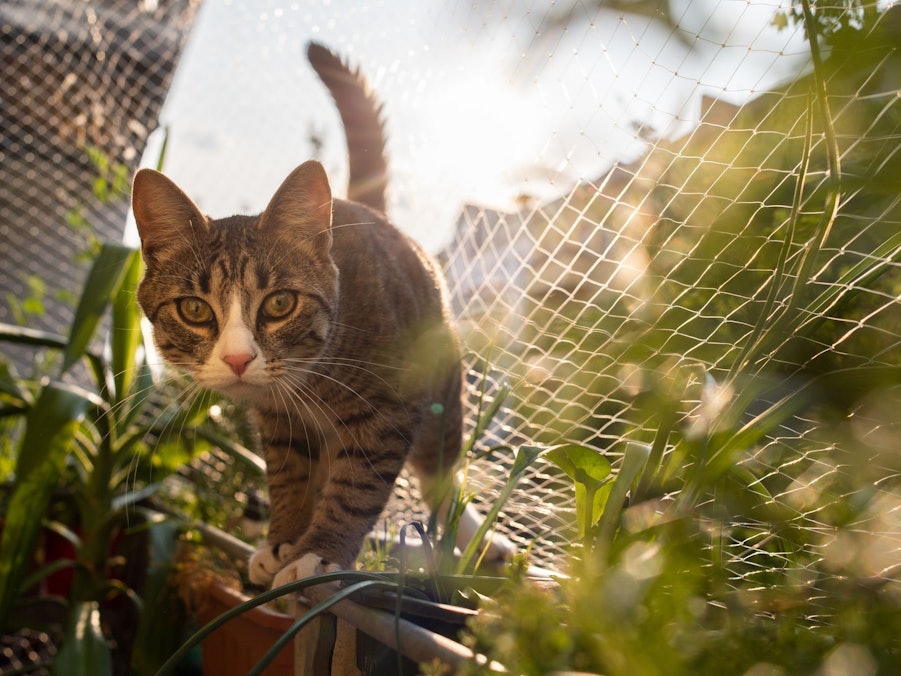 Katze Cookie auf einem Balkon mit Katzennetz
