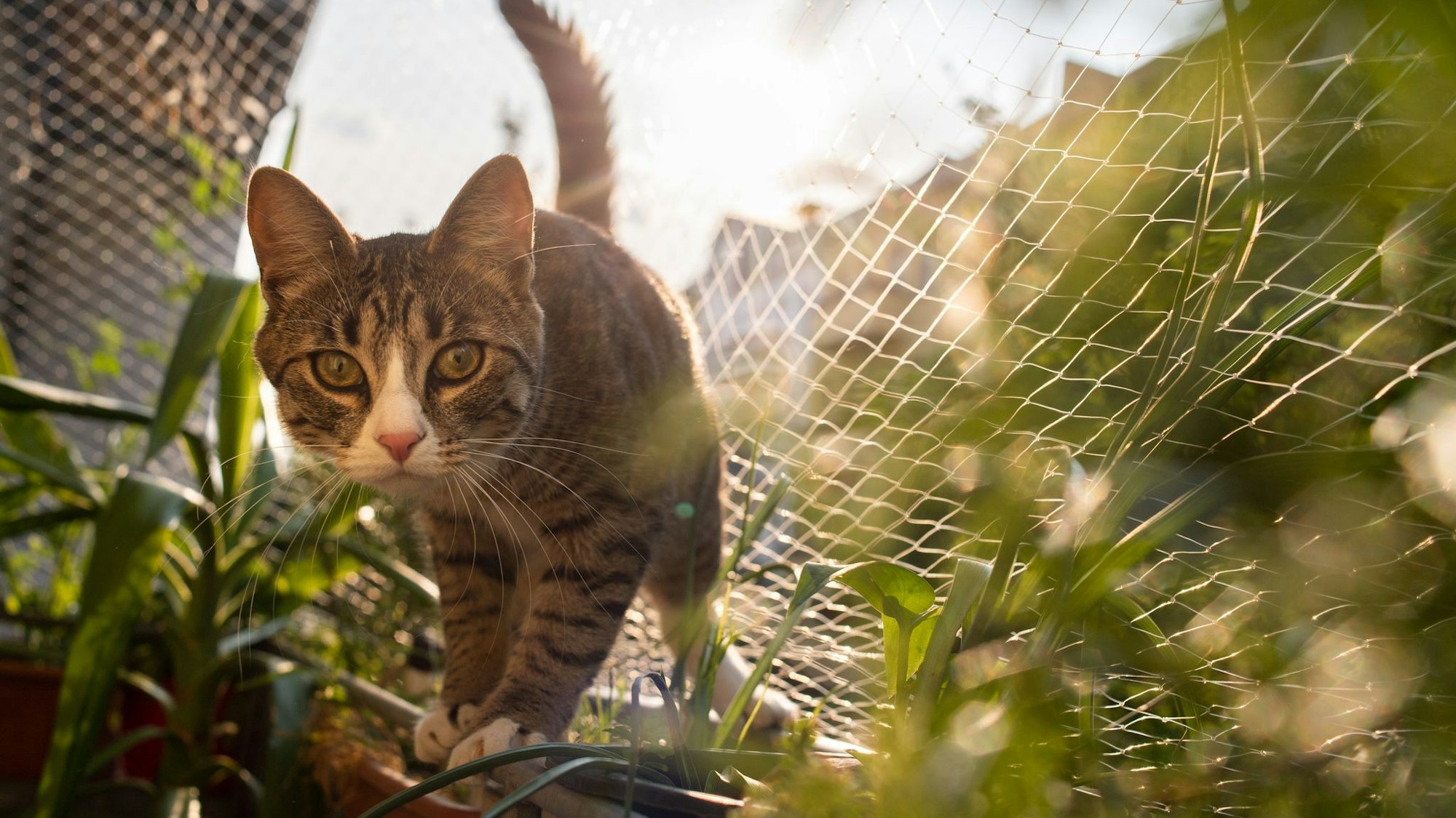 Katze Cookie auf einem Balkon mit Katzennetz