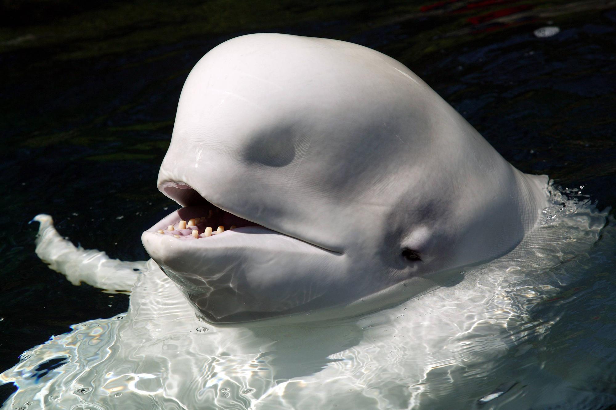 Weißer Beluga