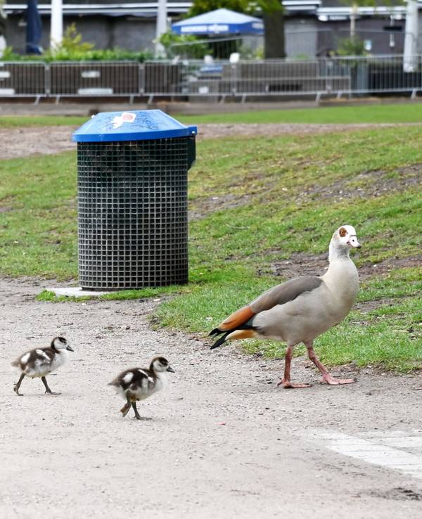 Fünf Küken laufen hinter einer Nilgans her.