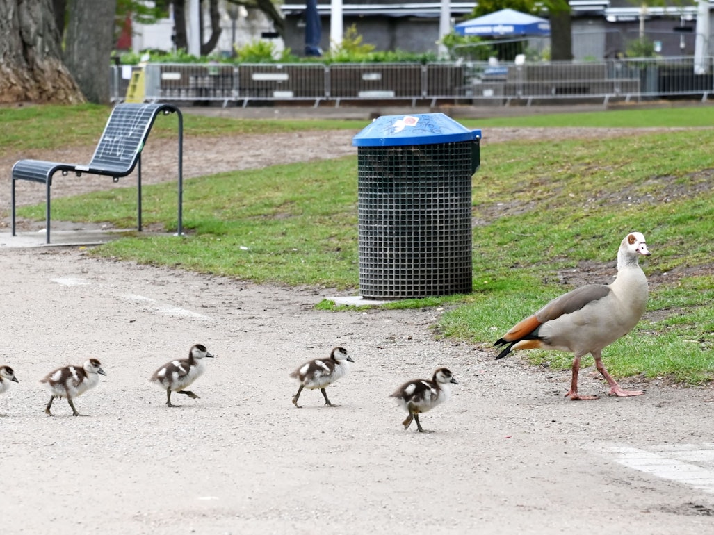 Fünf Küken laufen hinter einer Nilgans her.