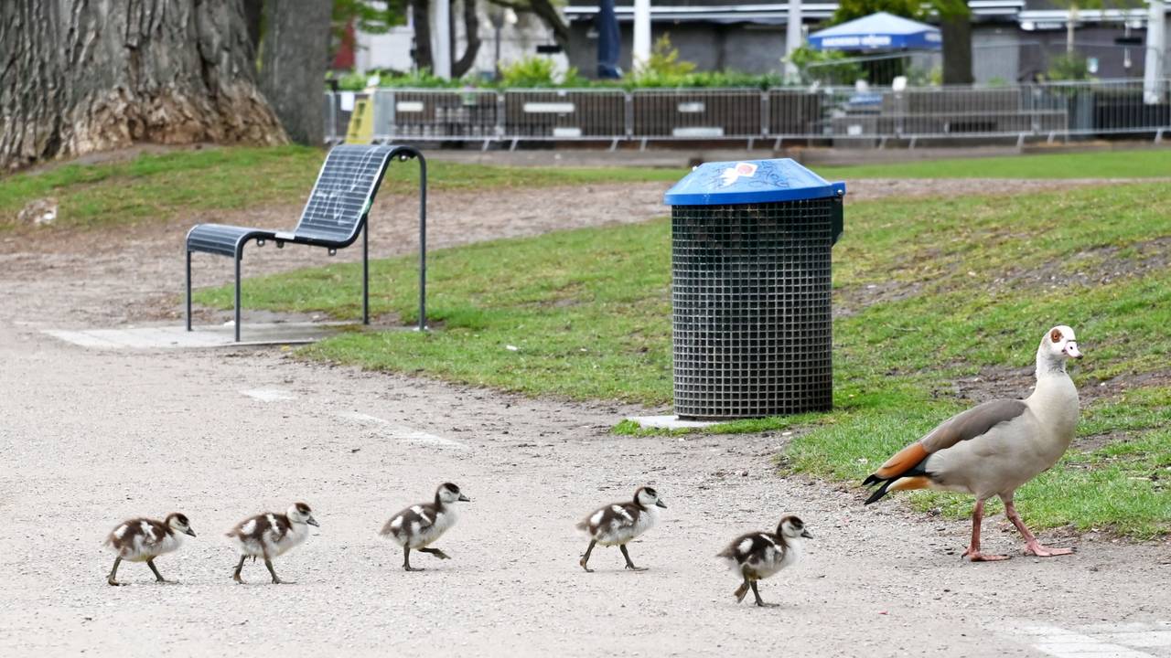 Fünf Küken laufen hinter einer Nilgans her.
