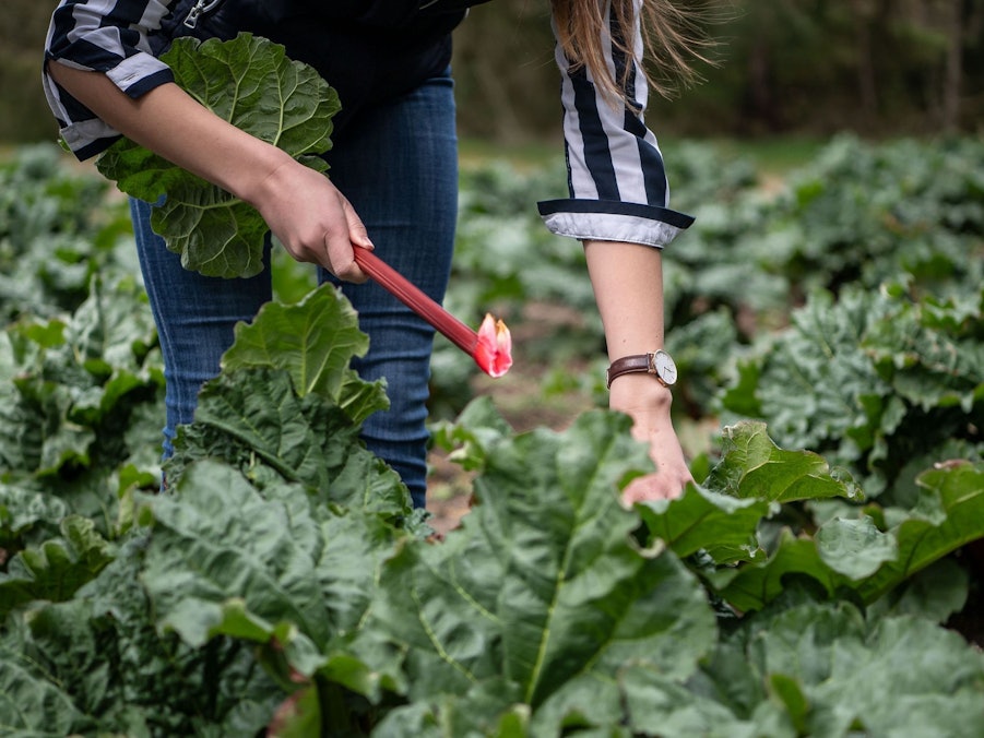 Eine Frau erntet Rhabarber