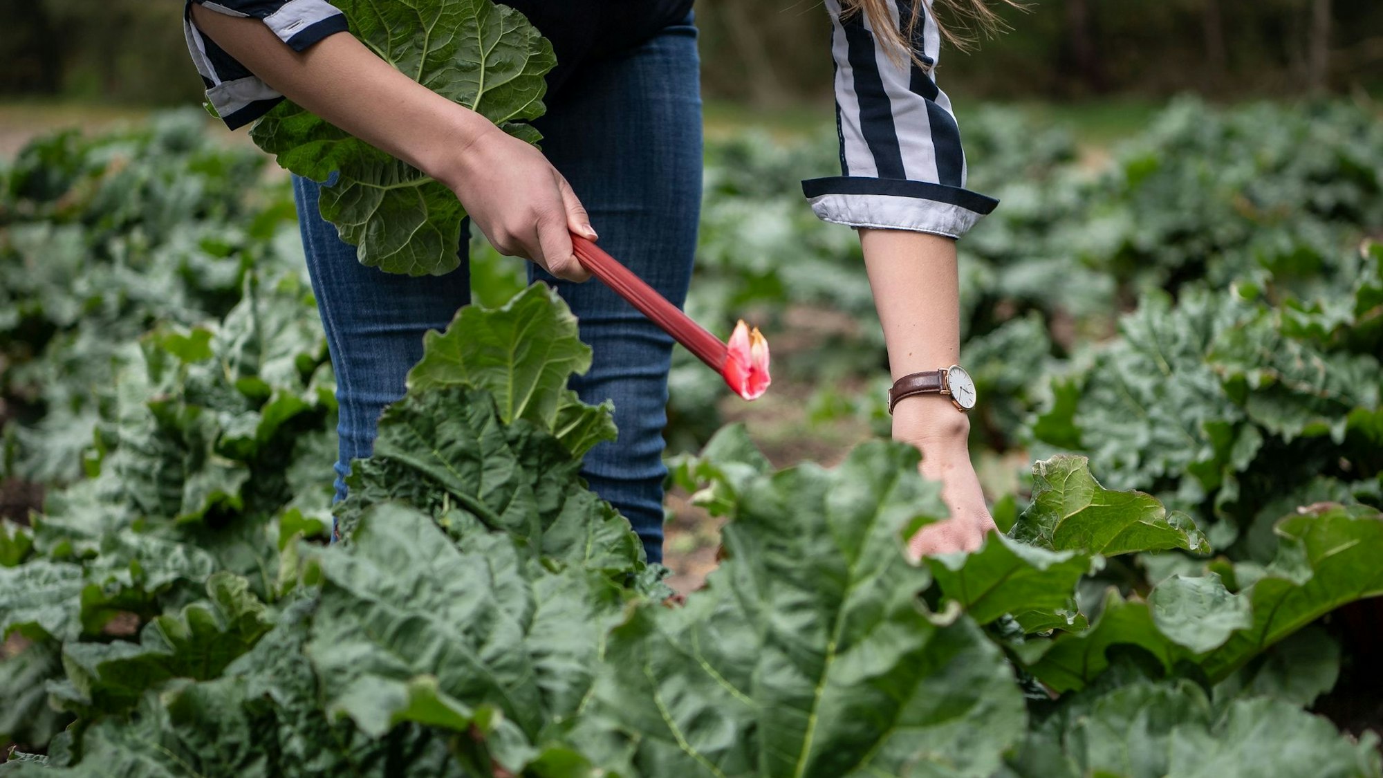 Eine Frau erntet Rhabarber