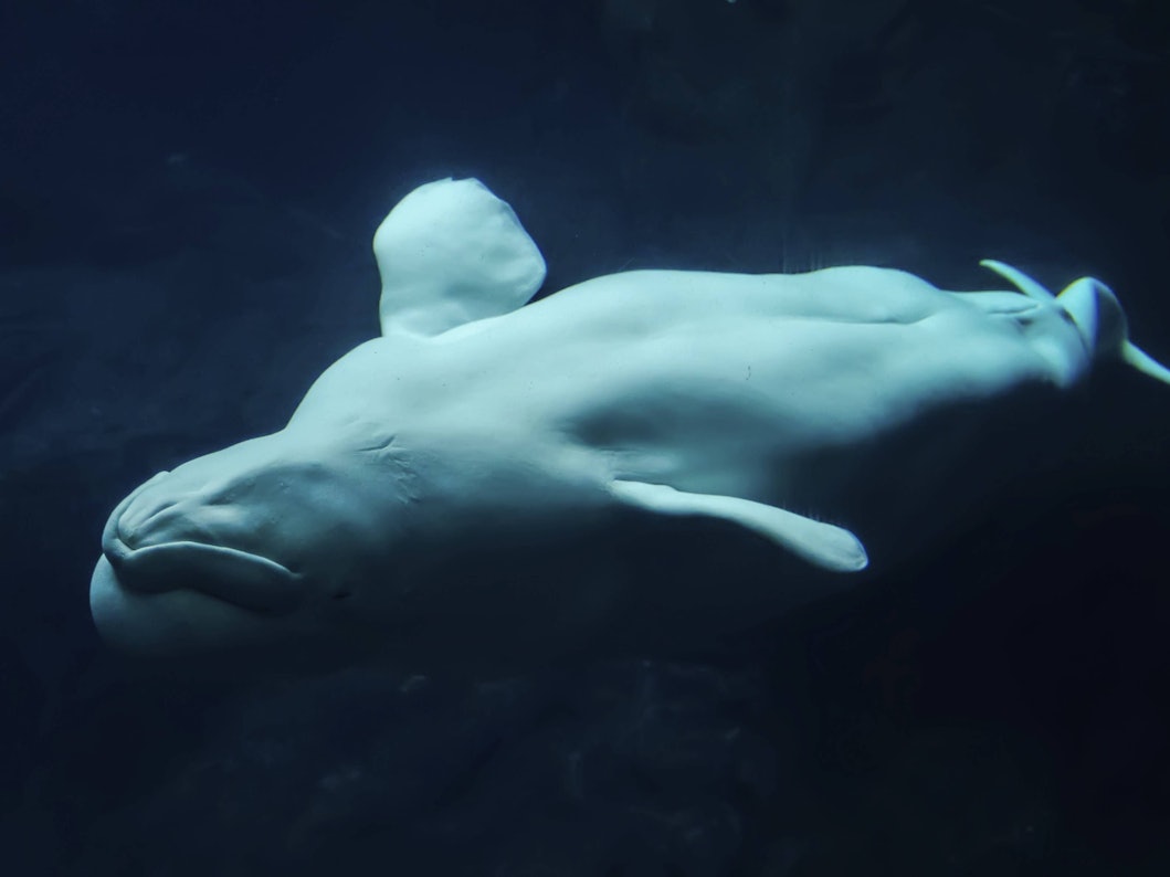 Belugawal spielt im klaren blauen Wasser