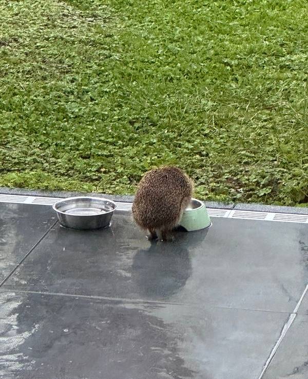 Igel „Schlabbel“ hat bereits einen eigenen Futternapf.