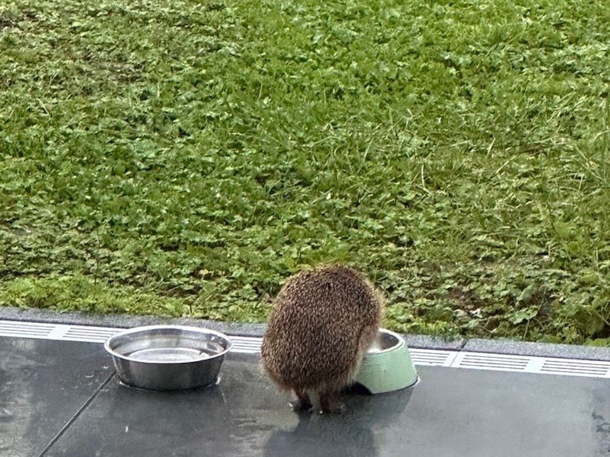 Igel „Schlabbel“ hat bereits einen eigenen Futternapf.