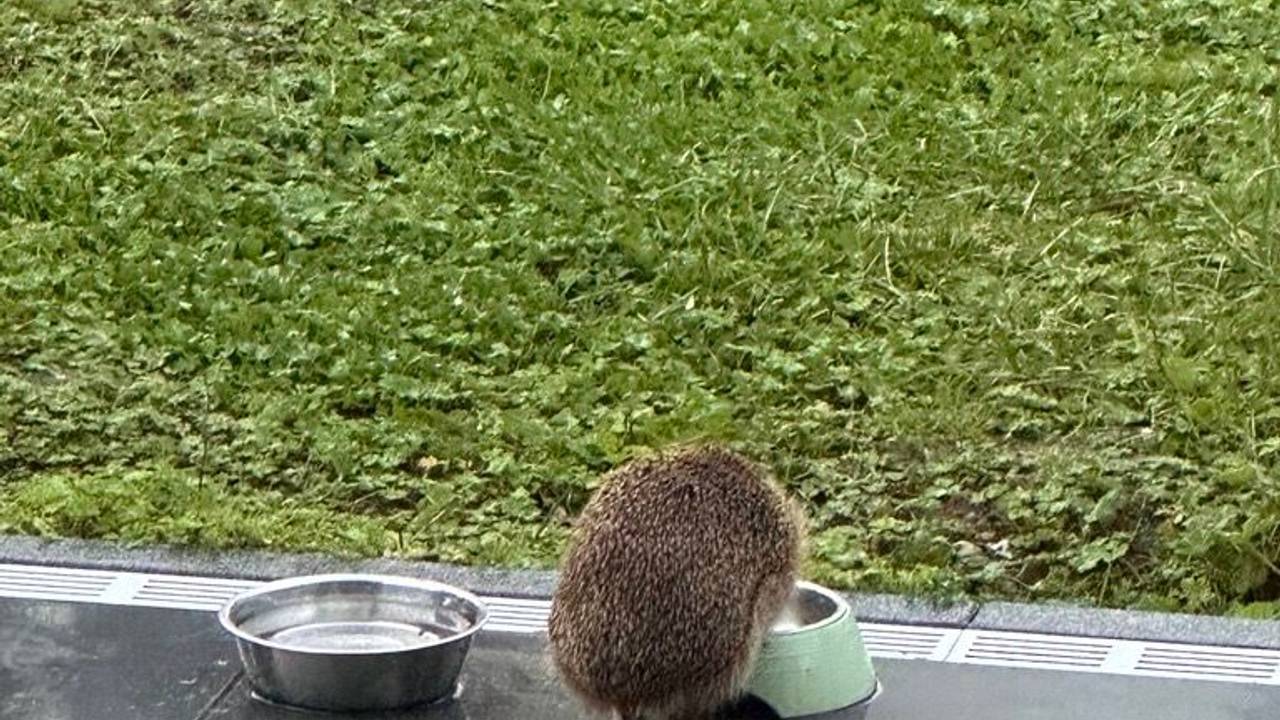 Igel „Schlabbel“ hat bereits einen eigenen Futternapf.