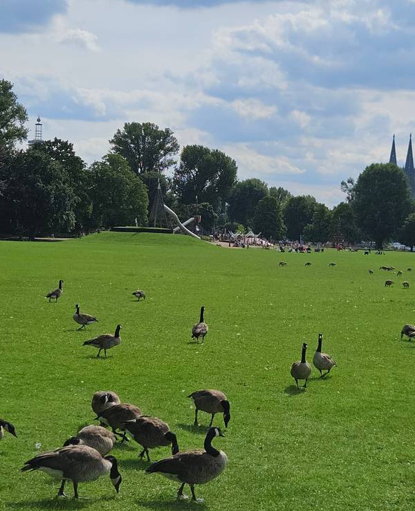 Wildgänse im Kölner Rheinpark