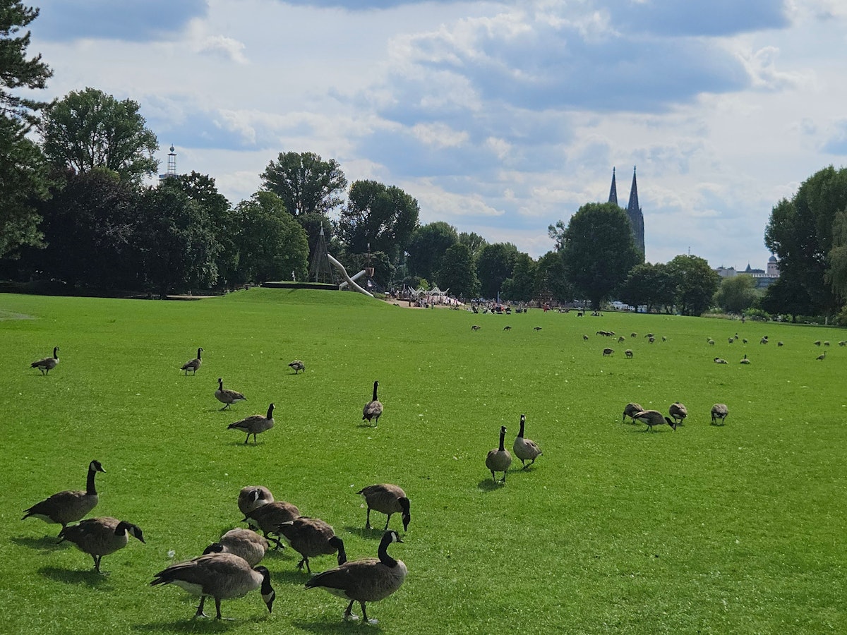 Wildgänse im Kölner Rheinpark