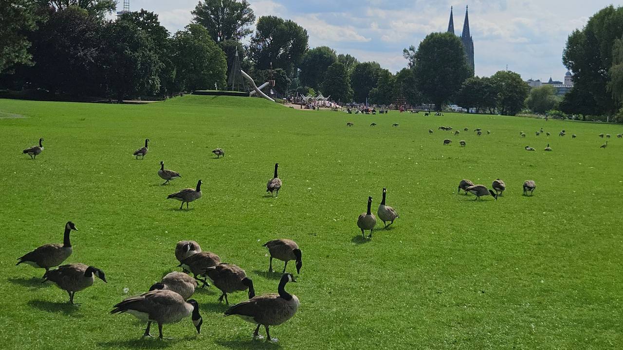 Wildgänse im Kölner Rheinpark