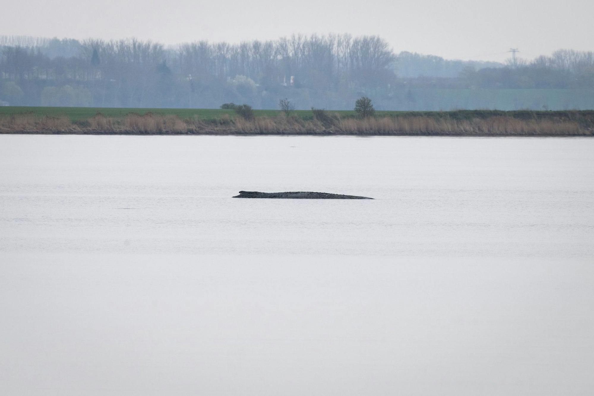 Buckelwal vor der Insel Poel