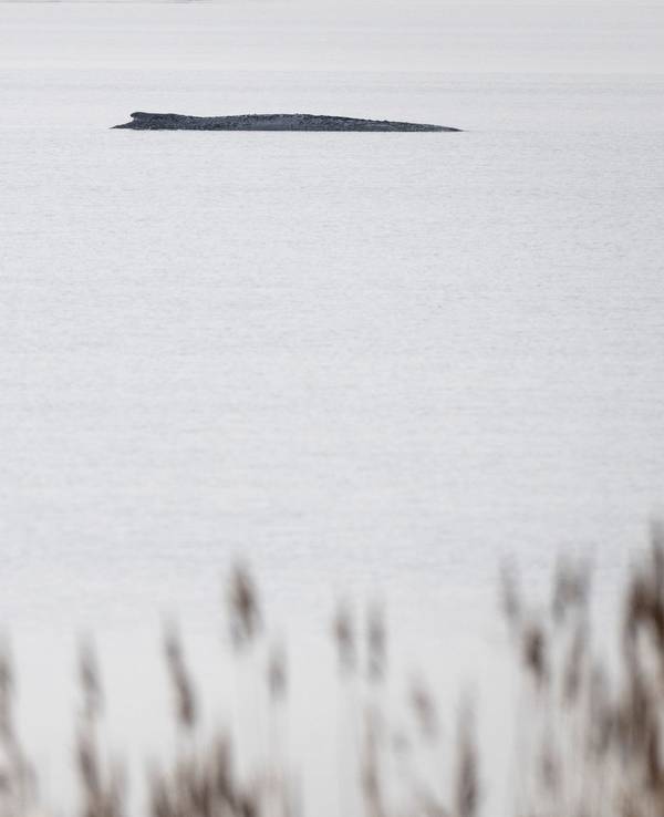 Buckelwal vor der Insel Poel