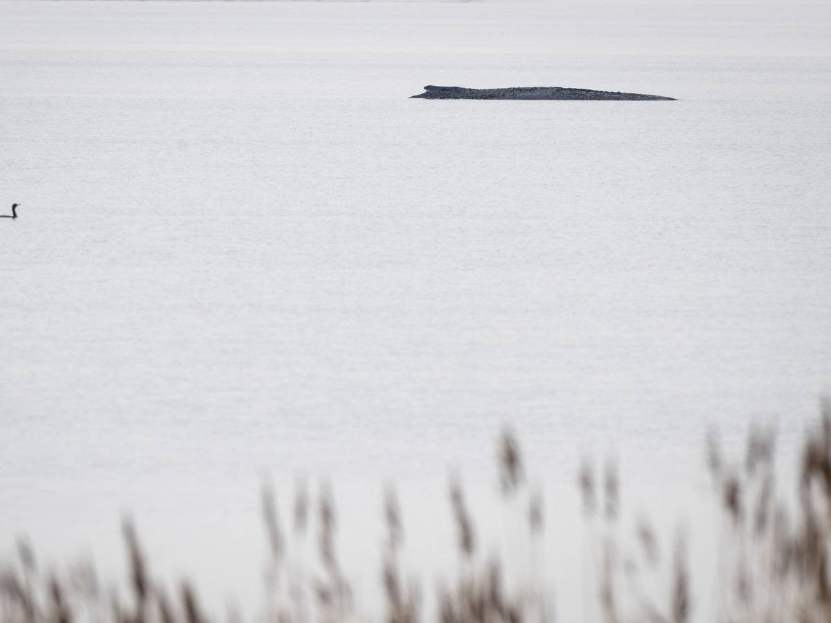 Buckelwal vor der Insel Poel