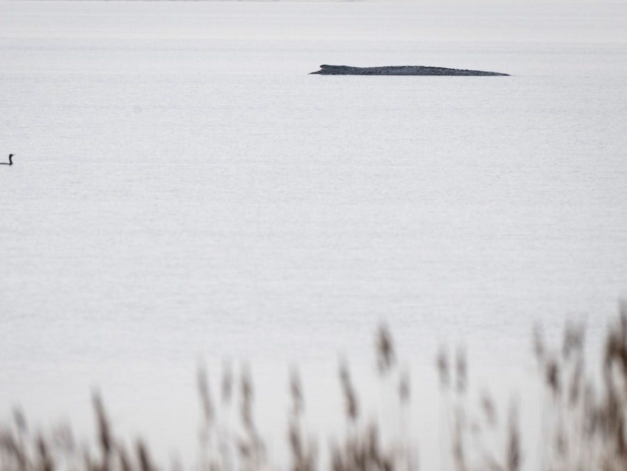 Buckelwal vor der Insel Poel