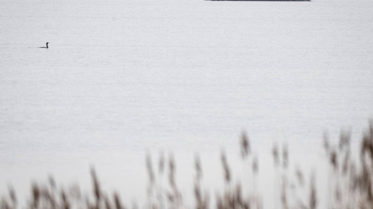 Buckelwal vor der Insel Poel