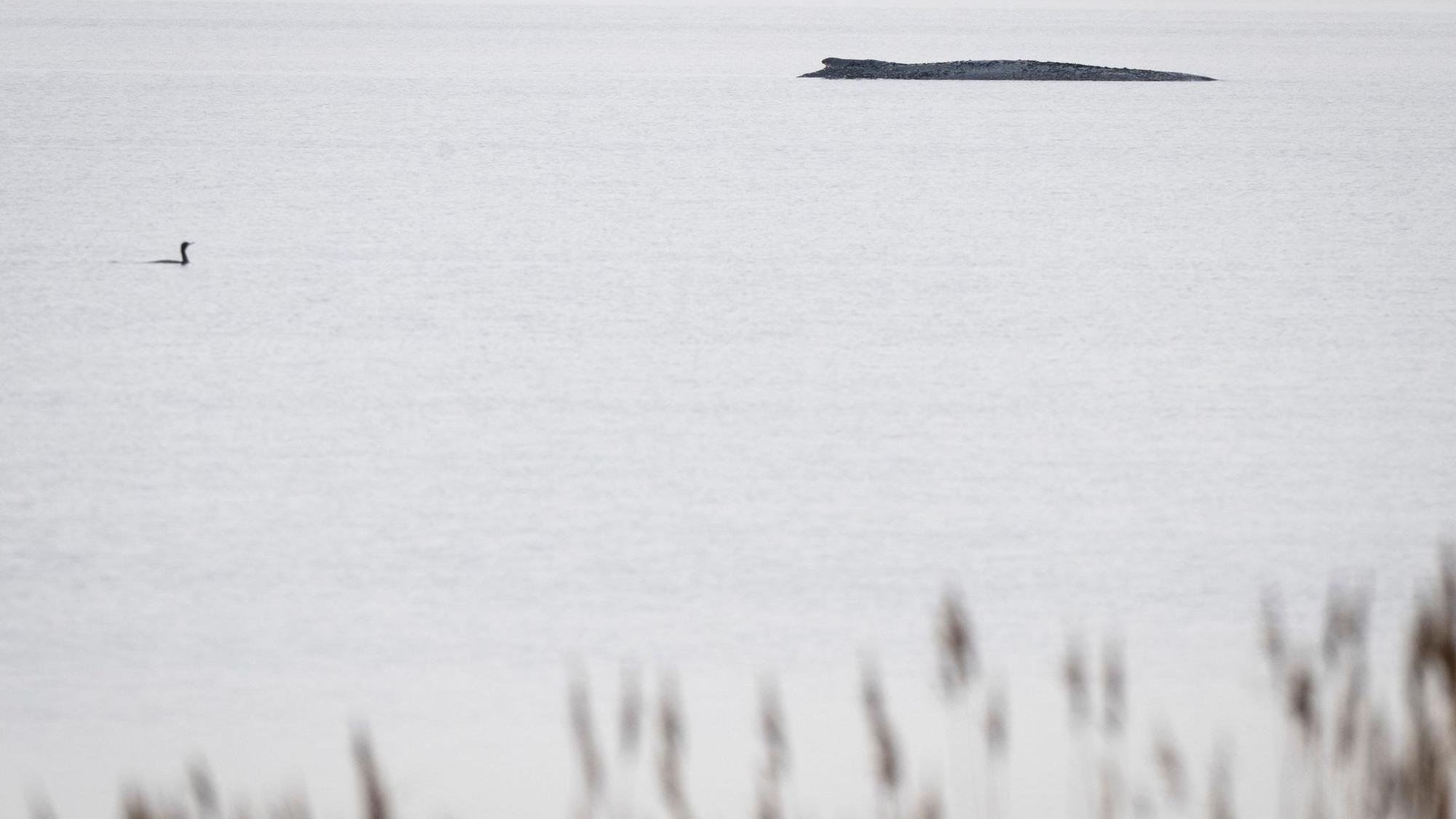 Buckelwal vor der Insel Poel