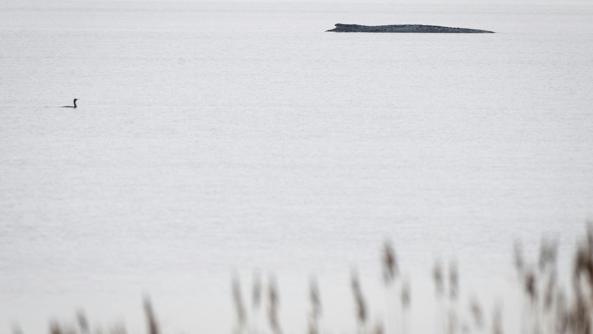 Buckelwal vor der Insel Poel