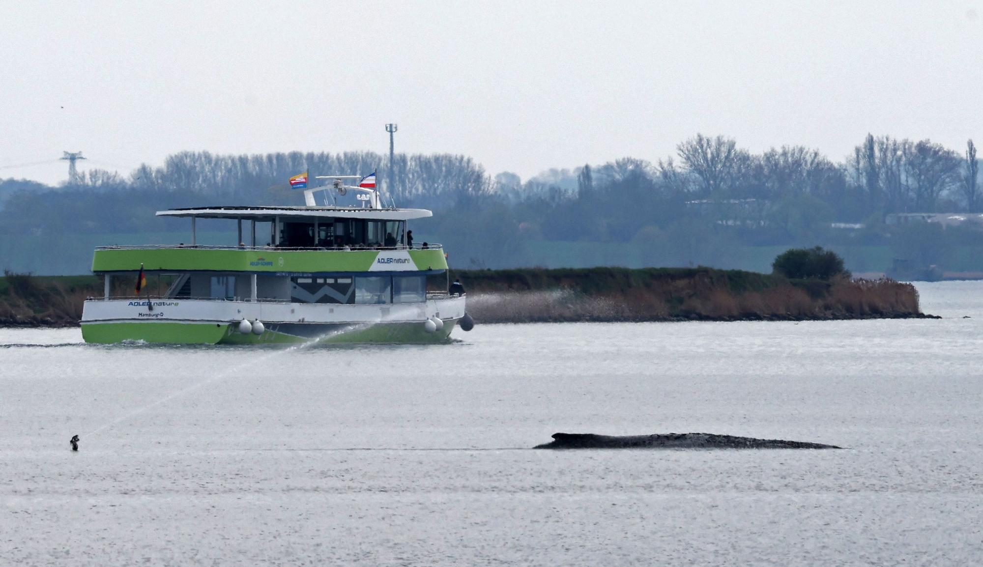 Ein Fahrgastschiff fährt in Sichtweite des gestrandeten Buckelwals vorbei, zuvor wurde es von Polizei eskortiert.