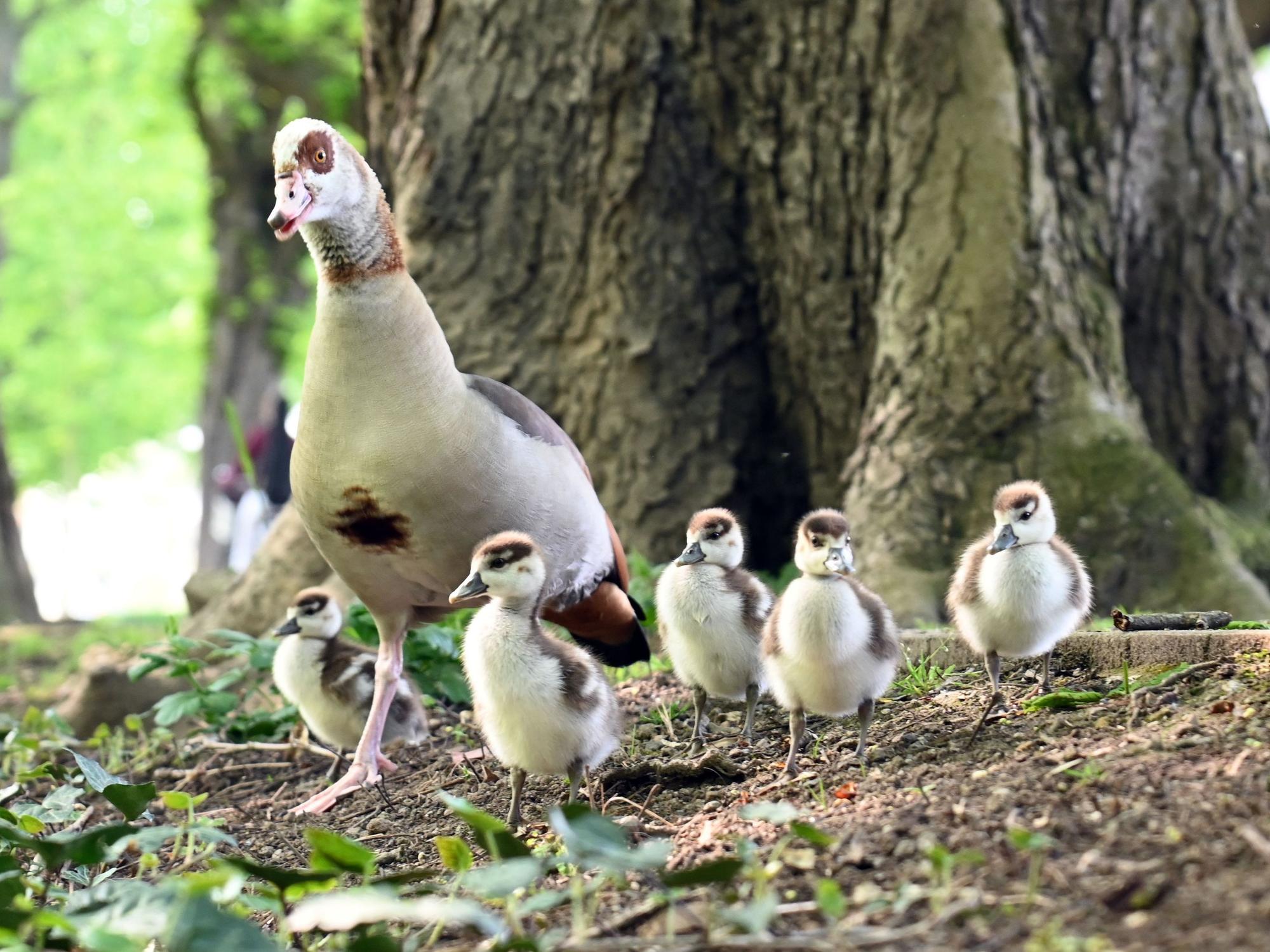 Eine Nilgans ist mit fünf Küken an einem Baum unterwegs.