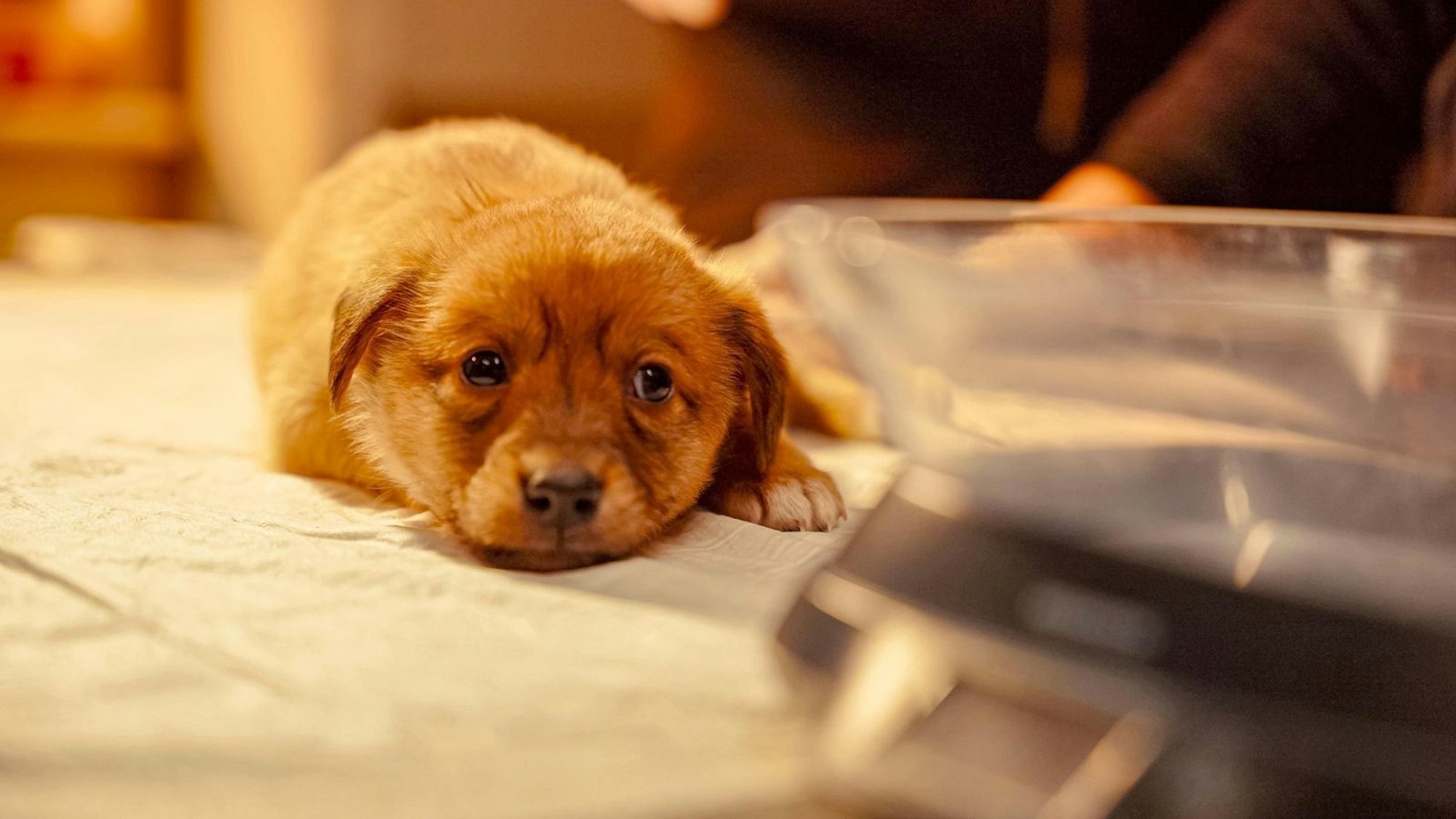 Viele Tier hoffen darauf, noch rechtzeitig von Hundeliebhabern adoptiert zu werden. (Bild: Joyn)