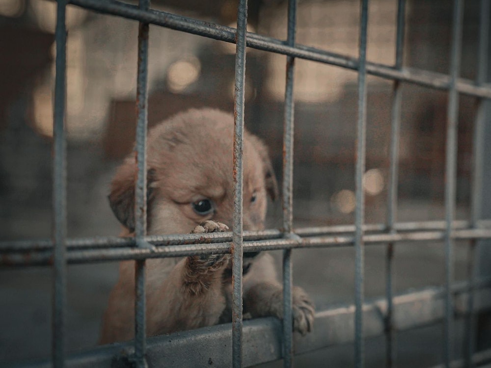 Eingefangenen Straßenhunde werden nur 14 Tage lang in den Sammelstellen festgehalten, bevor sie getötet werden.
(Bild: Joyn)