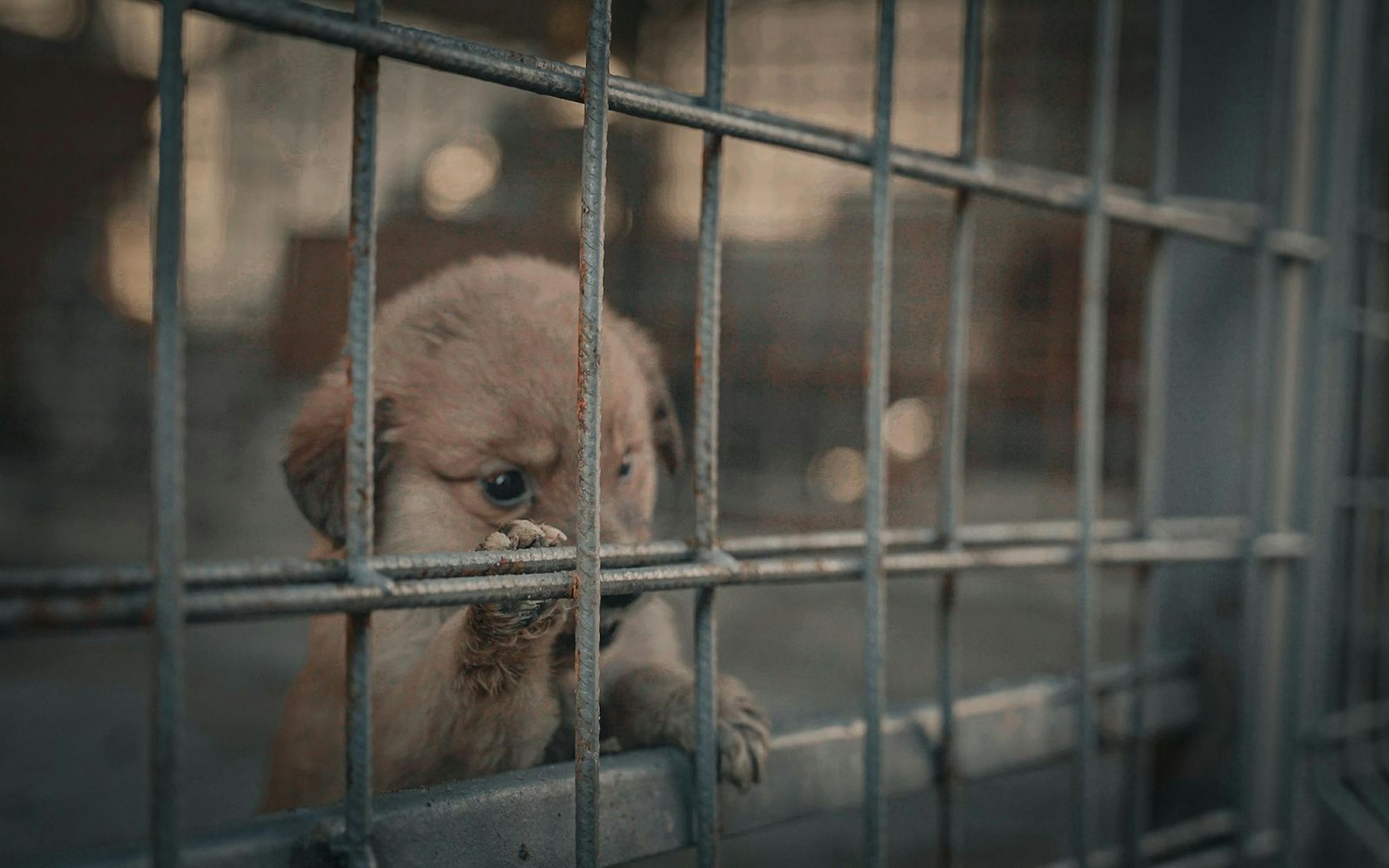 Eingefangenen Straßenhunde werden nur 14 Tage lang in den Sammelstellen festgehalten, bevor sie getötet werden.
(Bild: Joyn)