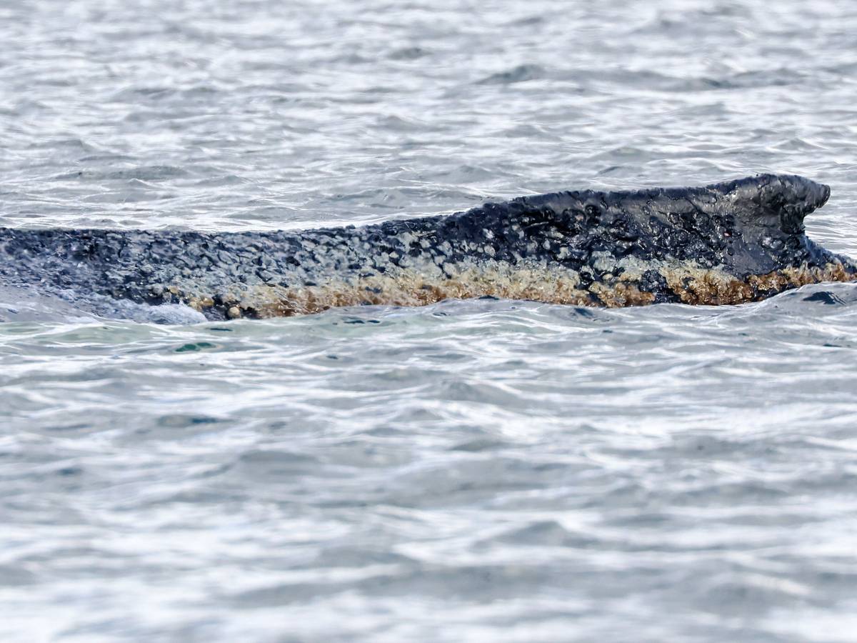 Der beim Timmendorfer Strand an der Ostseeküste gestrandete Buckelwal liegt noch immer in der Wismarbucht. (zu dpa: «Frau in Wal-Nähe aus Meer geholt - von Fähre gesprungen?») Foto: Bodo Marks/dpa +++ dpa-Bildfunk +++