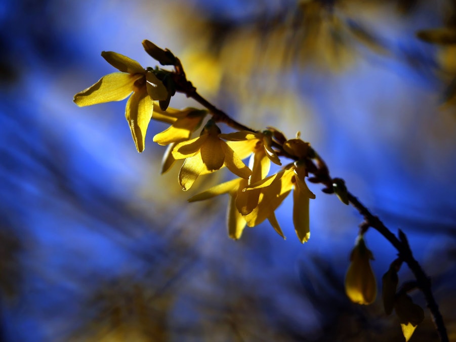 Blühende Forsythien