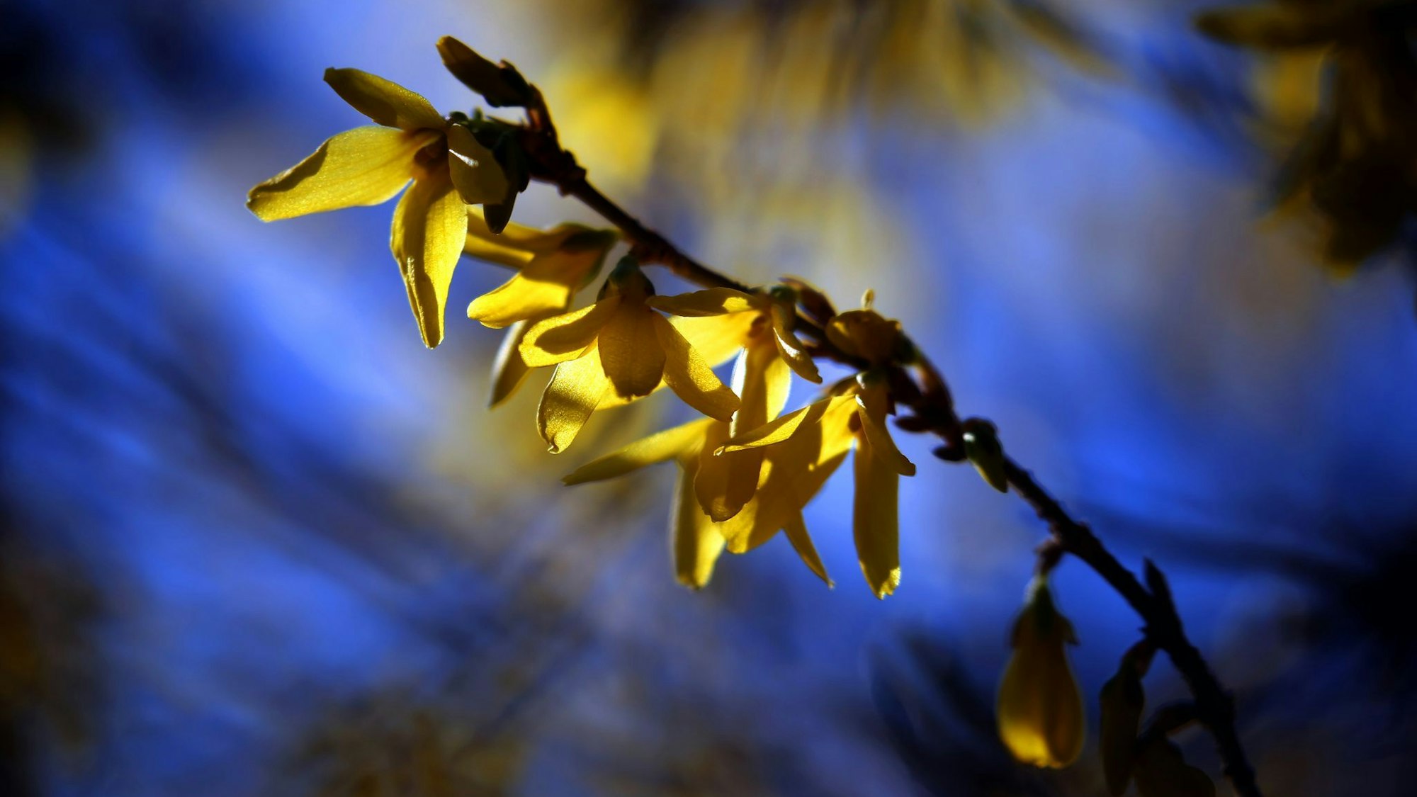 Blühende Forsythien