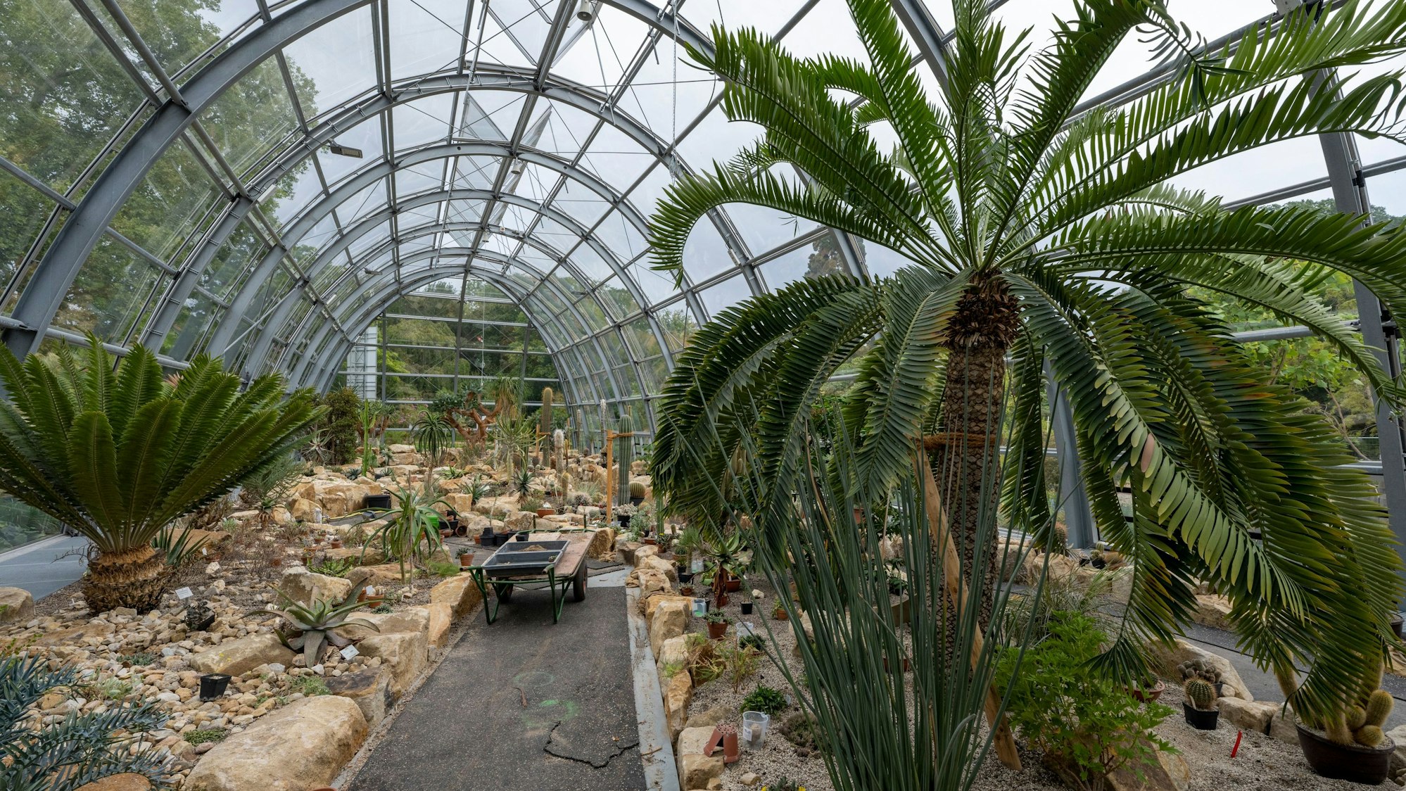 Im Wüstenhaus wachsen Tausende Kakteen.