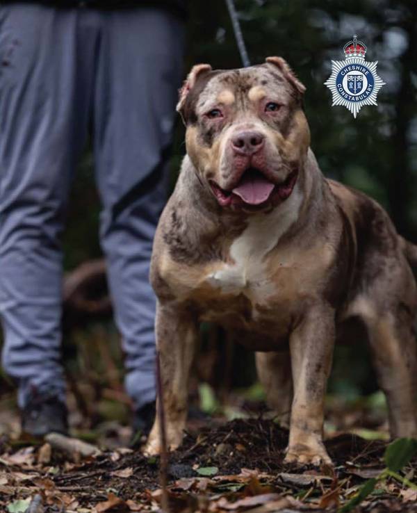 Ein von der Polizei von Cheshire im März 2026 veröffentlichtes Foto zeigt einen XL-Bully. Der Besitzer eines solchen Hundes ist zu zwölf Jahren Haft verurteilt worden, nachdem sein Bully XL einen 84-Jährigen tödlich verletzt hatte.