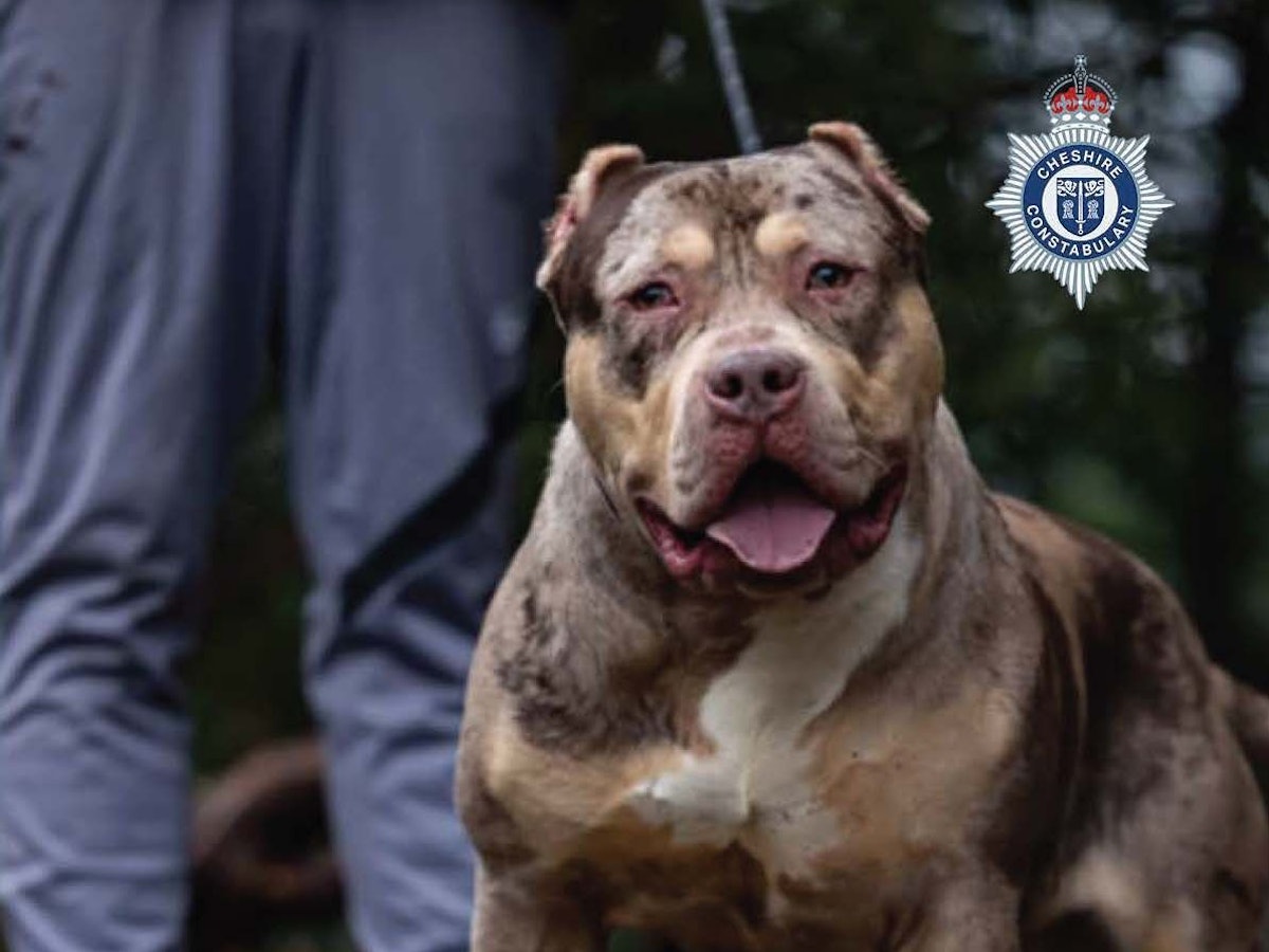 Ein von der Polizei von Cheshire im März 2026 veröffentlichtes Foto zeigt einen XL-Bully. Der Besitzer eines solchen Hundes ist zu zwölf Jahren Haft verurteilt worden, nachdem sein Bully XL einen 84-Jährigen tödlich verletzt hatte.