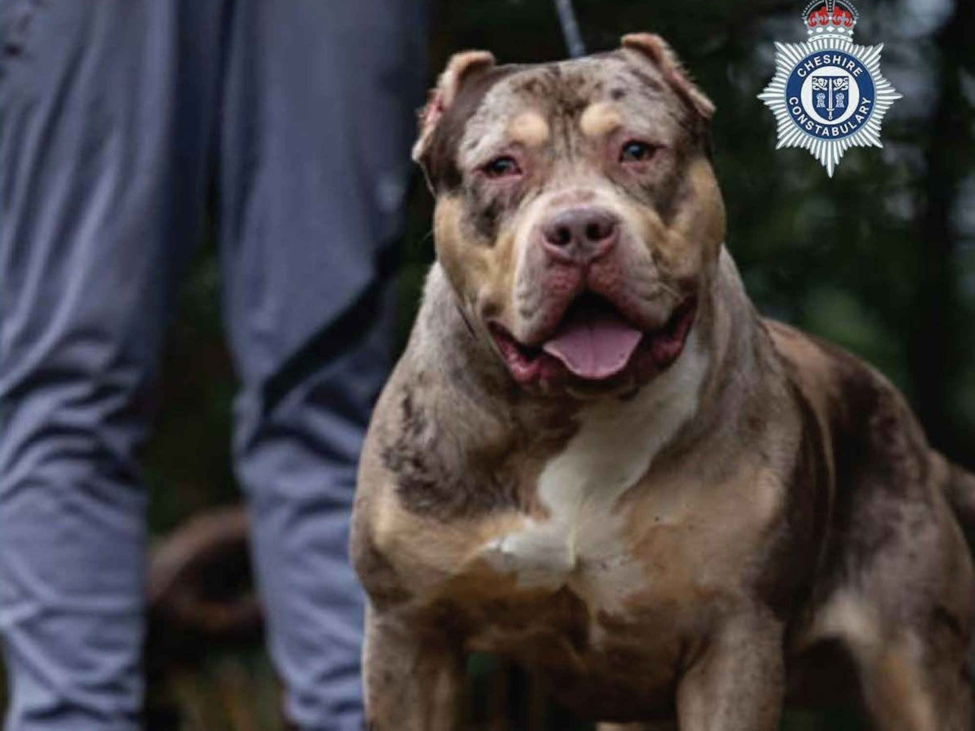Ein von der Polizei von Cheshire im März 2026 veröffentlichtes Foto zeigt einen XL-Bully. Der Besitzer eines solchen Hundes ist zu zwölf Jahren Haft verurteilt worden, nachdem sein Bully XL einen 84-Jährigen tödlich verletzt hatte.