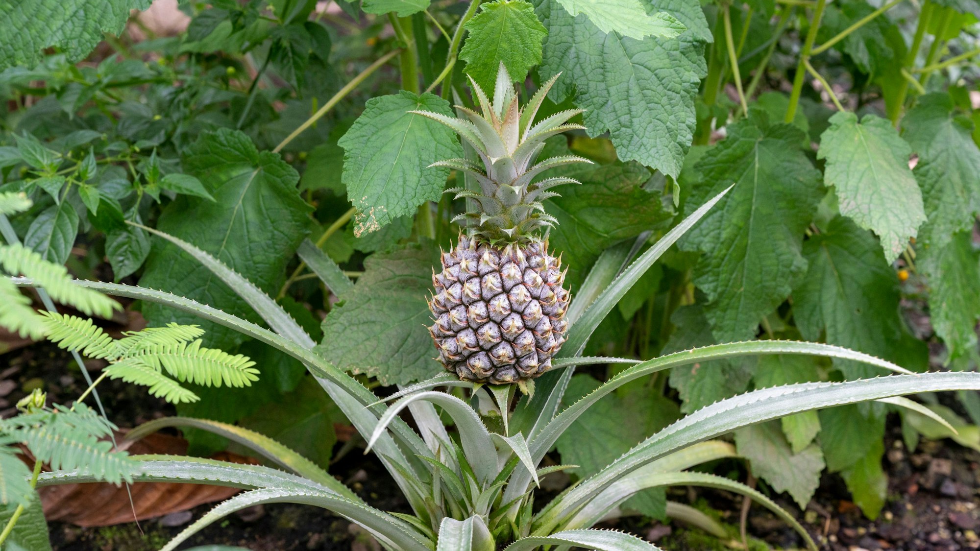 Im Tropenhaus gedeihen auch Nutzpflanzen wie zum Beispiel Ananas.