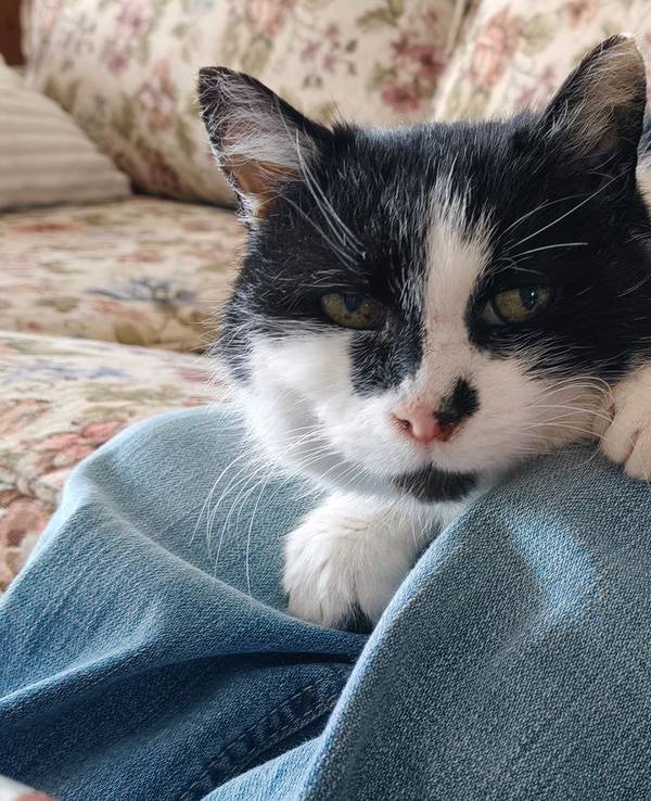 Katze Perla nach elf Jahren wieder zu Hause