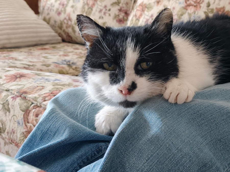 Katze Perla nach elf Jahren wieder zu Hause