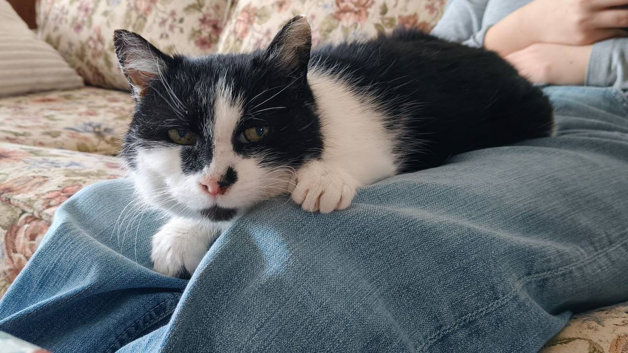 Katze Perla nach elf Jahren wieder zu Hause