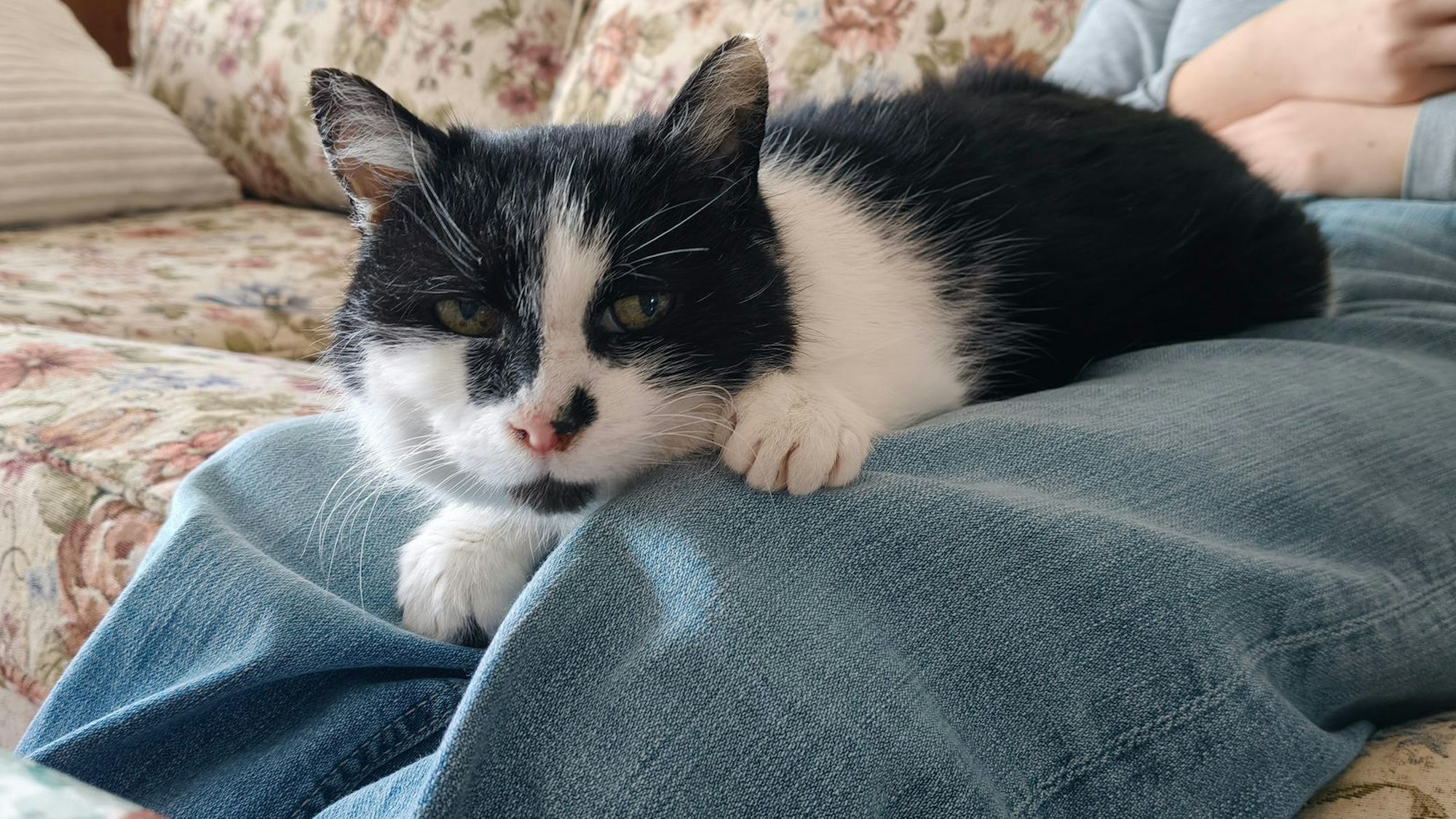 Katze Perla nach elf Jahren wieder zu Hause