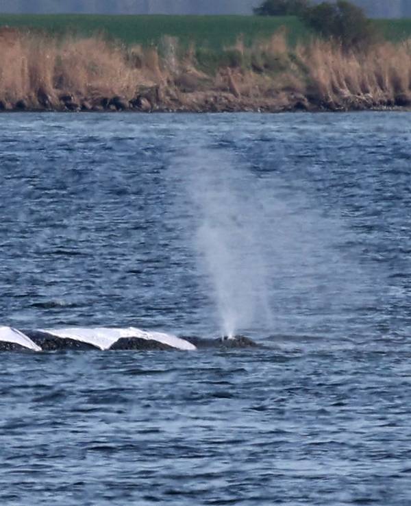 Zwei Helfer nähern sich immer wieder dem Buckelwal vor der Insel Poel, der mit deutlichen Bewegungen seines Rumpfes, der Seitenflossen und der Schwanzflosse reagiert.