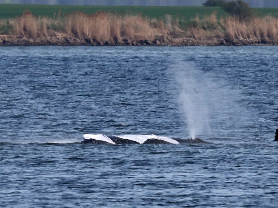 Zwei Helfer nähern sich immer wieder dem Buckelwal vor der Insel Poel, der mit deutlichen Bewegungen seines Rumpfes, der Seitenflossen und der Schwanzflosse reagiert.