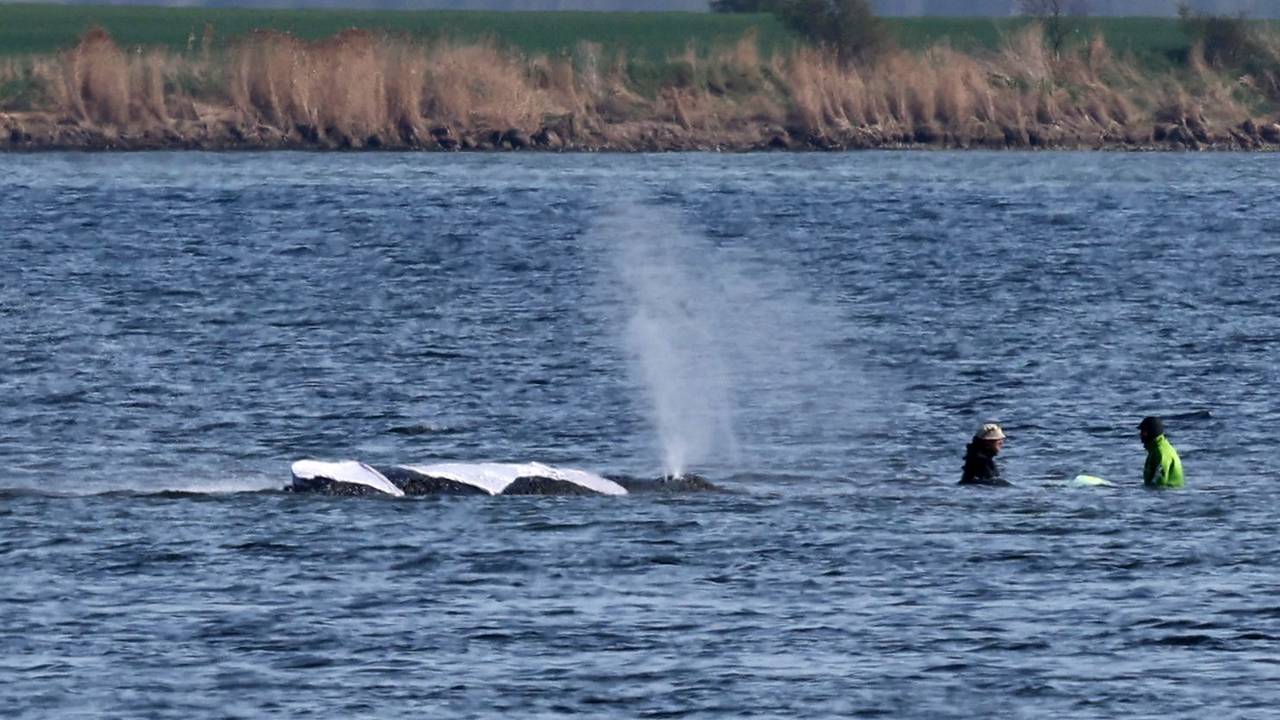 Zwei Helfer nähern sich immer wieder dem Buckelwal vor der Insel Poel, der mit deutlichen Bewegungen seines Rumpfes, der Seitenflossen und der Schwanzflosse reagiert.