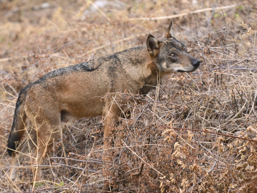 Wolf in trockener Vegetation