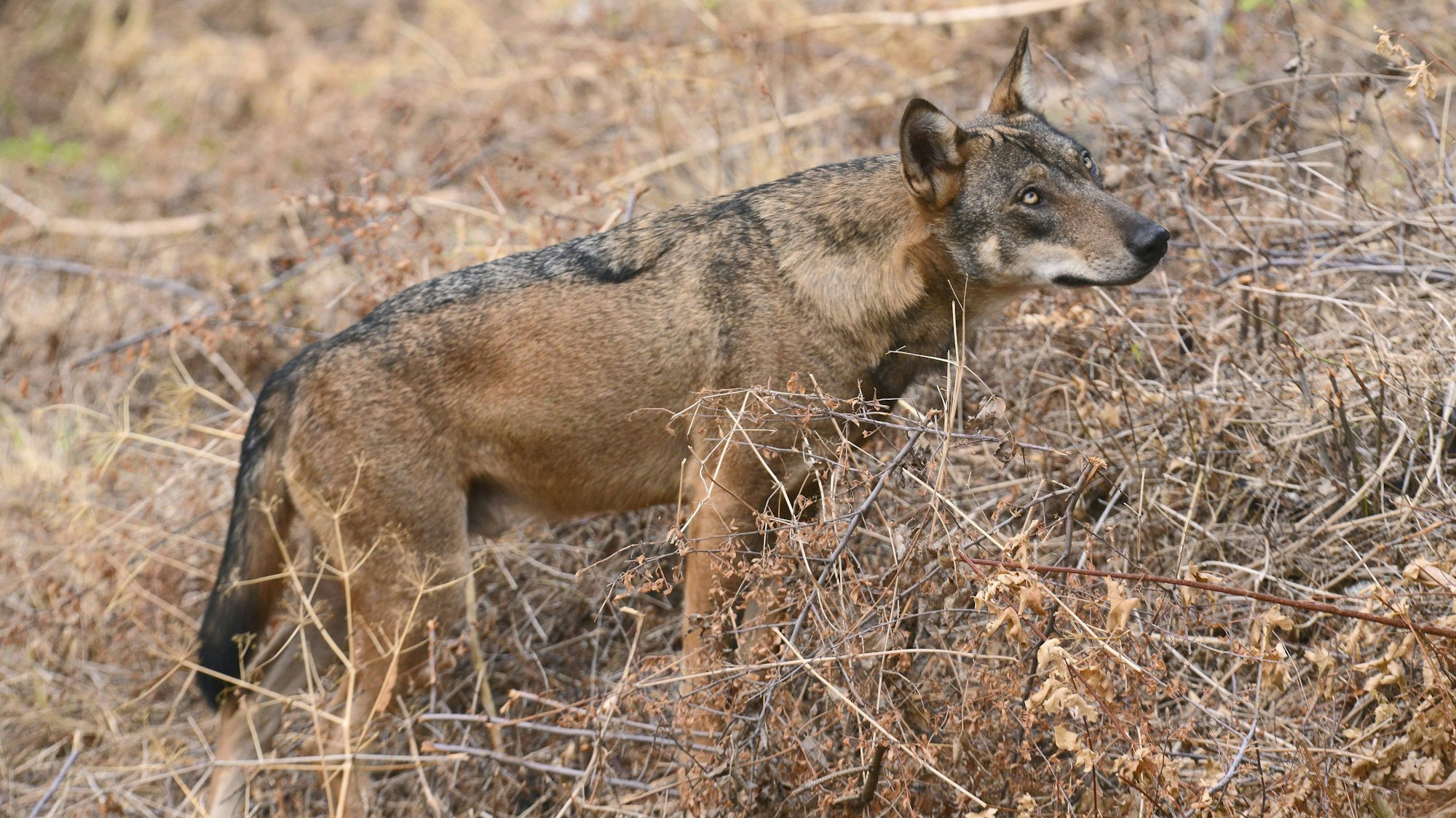 Wolf in trockener Vegetation