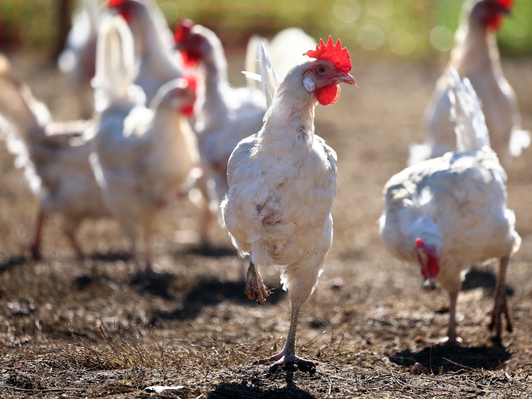 Bauernhöfe sind ein beliebtes Reiseziel für russische Urlauber und Urlauberinnen.